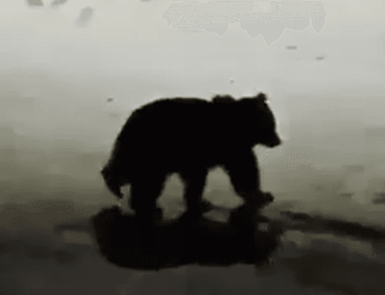 Medvjed ponovo "svratio" do vikendica na Ponijerima kod Kaknja
