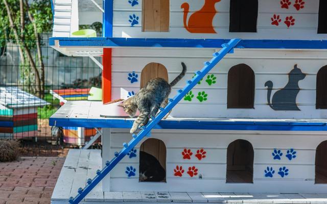 U Antaliji postavljena kućica sa 64 sobe za mačke - Avaz