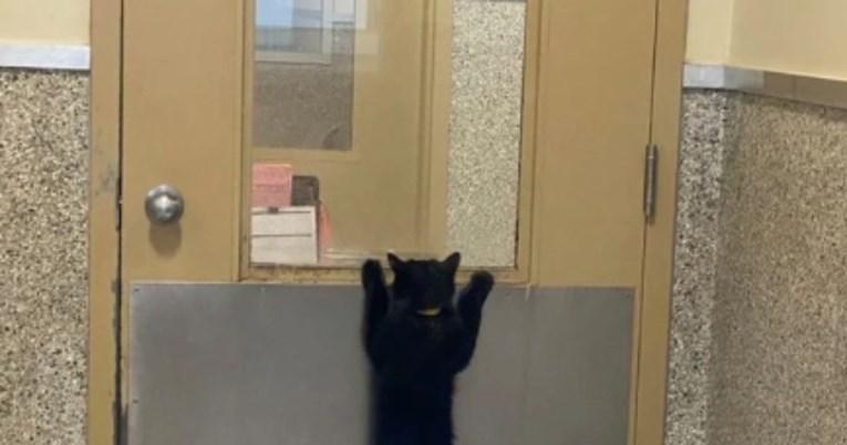 Dirljivo: Mačka u skloništu nestrpljivo čekala da je neko udomi