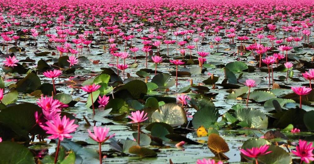 Jezero crvenih lotosa koje oduzima dah - Avaz