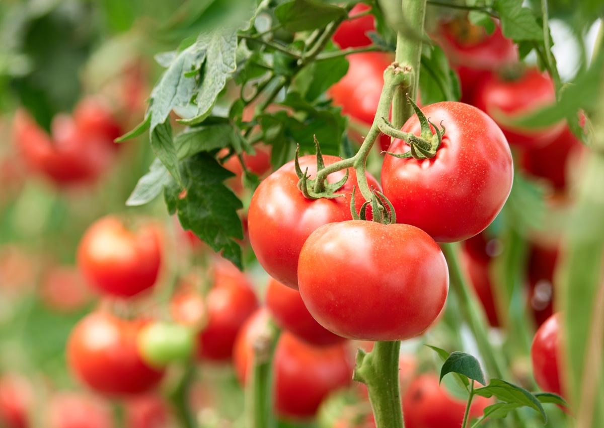 Trik kako da prepoznate organski paradajz