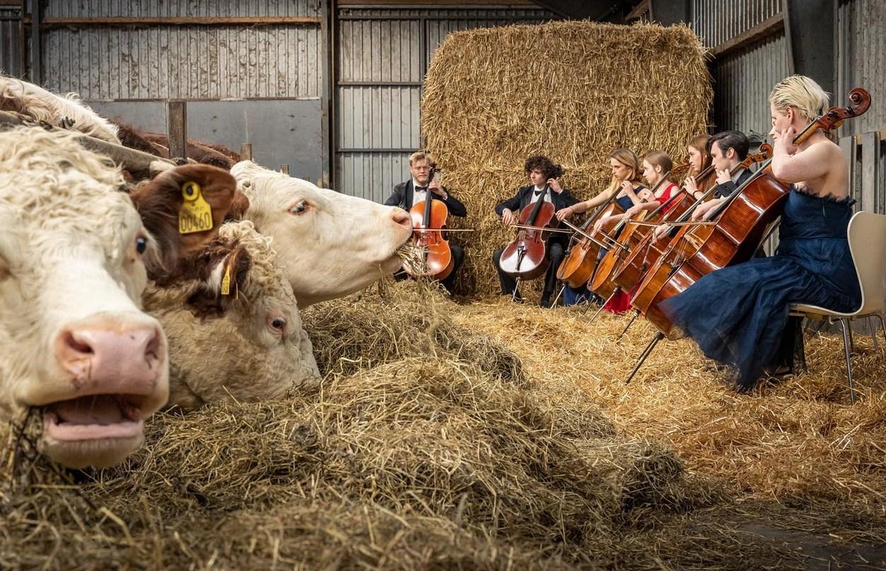 Koncerti na farmi započeli su u okviru plana popularizacije muzičke škole - Avaz