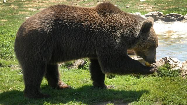 Medvjedi ubili ženu u Koloradu