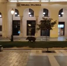 Divlja svinja prošetala centrom Soluna