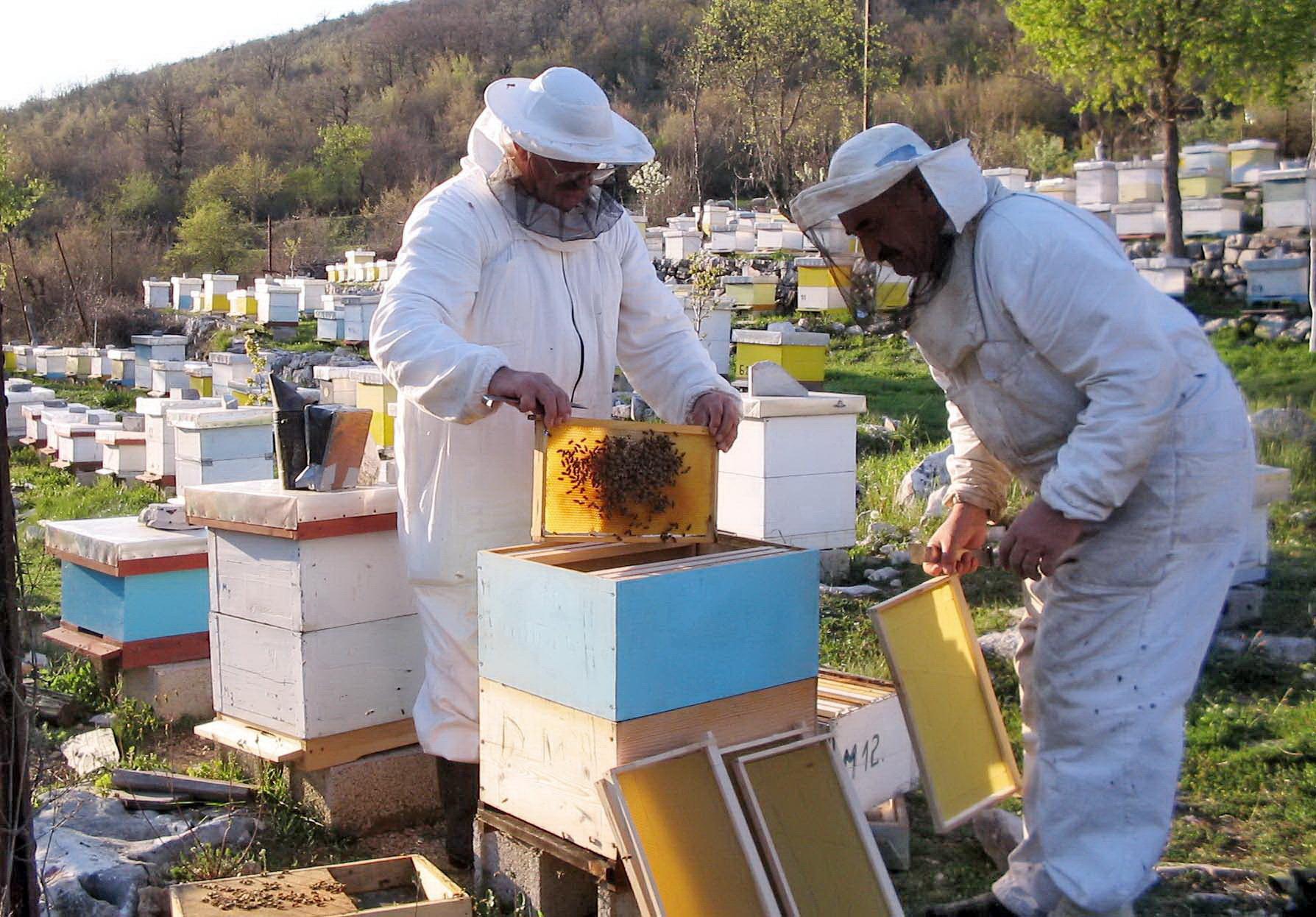 Većina pčelara u Trebinju rasprodala zalihe: Nema meda ispod 20 KM