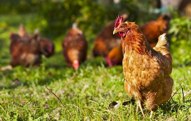 Američki CDC pozvao ljude da ne ljube kokoši