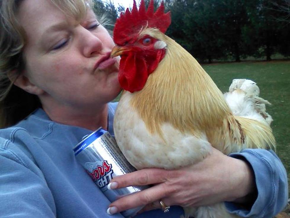 Američke vlasti izdale bizarno upozorenje: Nemojte ljubiti svoje kokoši