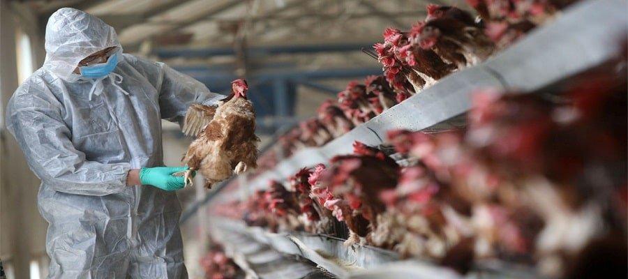 U Kini se pojavio prvi slučaj ptičje gripe H10N3