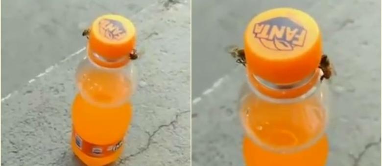 Pčele otvorile bocu s pićem, pa postale viralni hit