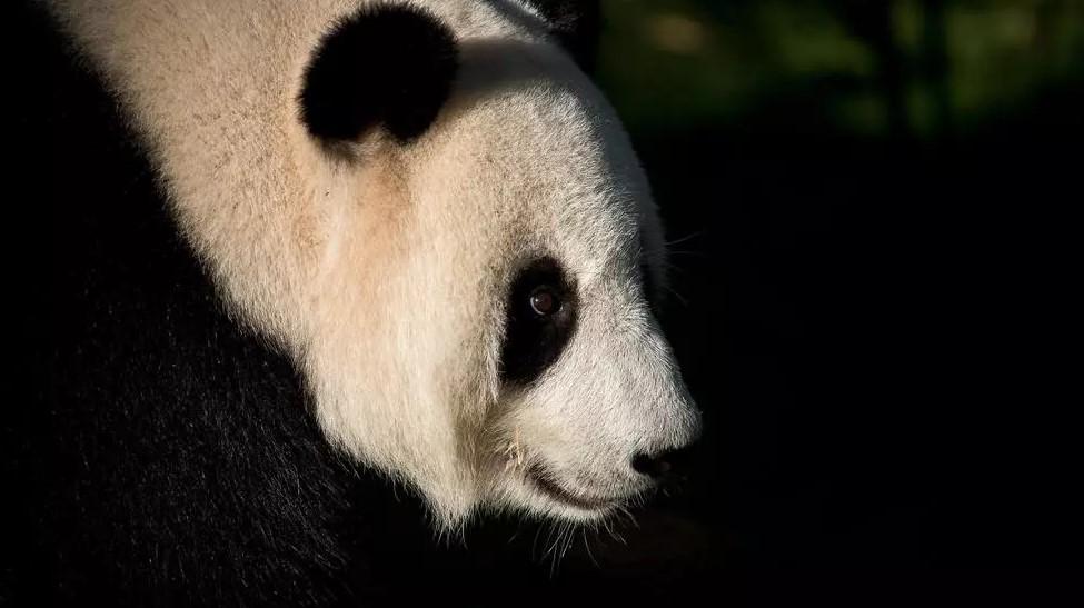 Liang Liang, a giant panda, has been on loan to Malaysia since 2014 along with a male panda, Xing Xing - Avaz