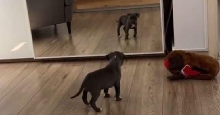 Pas prvi put vidio sebe u ogledalu pa imao zanimljivu reakciju