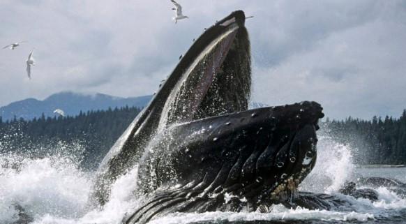 Amerikanaca progutao kit: Pomislio sam, to je to, umrijet ću