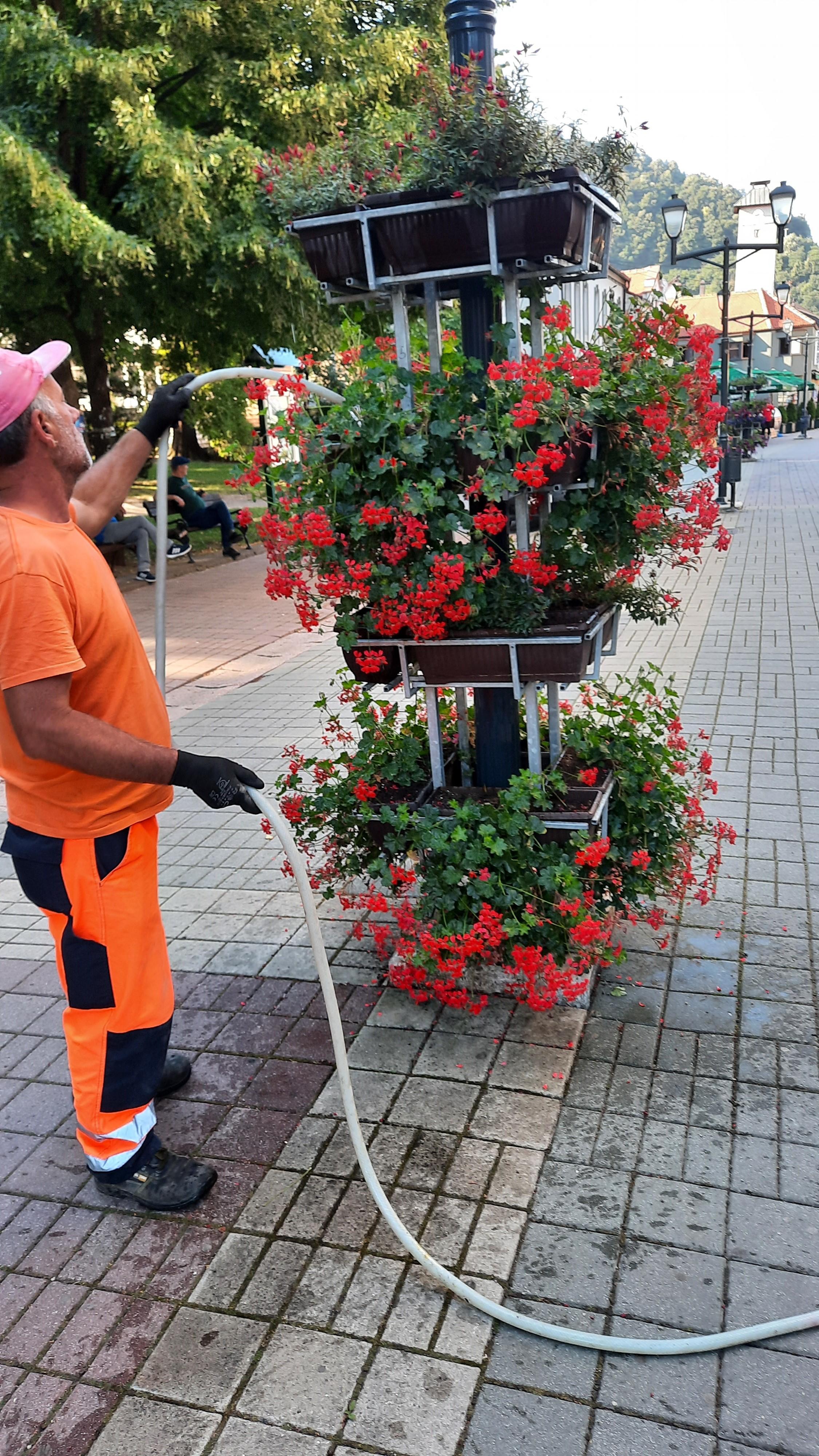 Radnici spašavaju cvijeće od vrućina