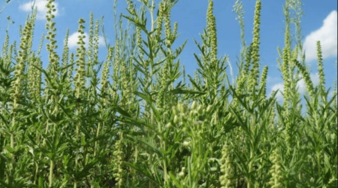 Korovska biljka koja izaziva alergije - Avaz