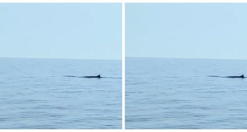 Snimljen kit kod Sušca: Pogledajte kako izgleda ova veličanstvena životinja