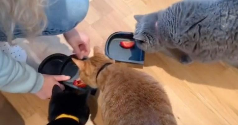 Vlasnica mačkama servirala papriku za ručak, njihova reakcija iznenadila mnoge
