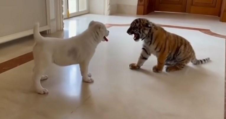 Susret psića i bebe tigra - Avaz