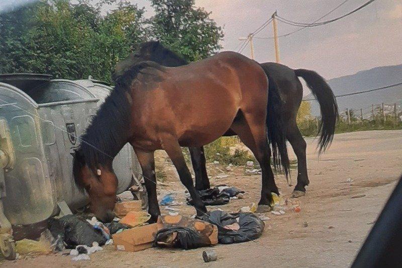 Divlji konji na Poljinama - Avaz