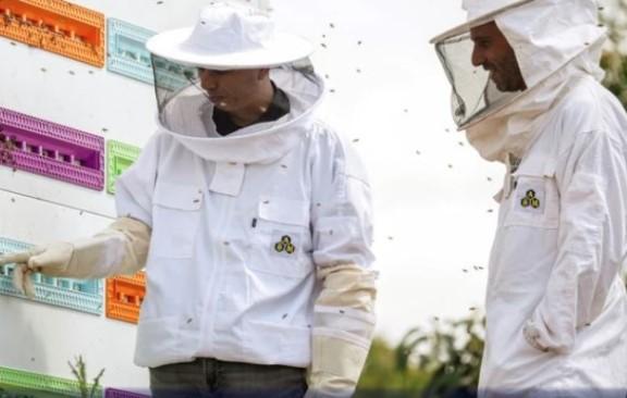 Pčele pronalaze utočište od opasnog svijeta u robotskoj košnici