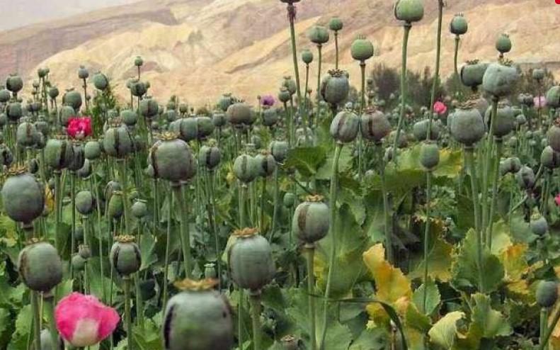Talibani zabranili proizvodnju maka, naglo porasla cijena opijuma