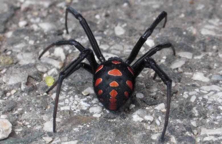 Crna udovica je najotrovniji pauk u Evropi - Avaz