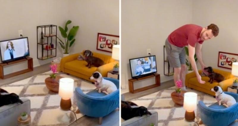 TikToker dizajnirao minijaturnu sobu za svoja tri psa