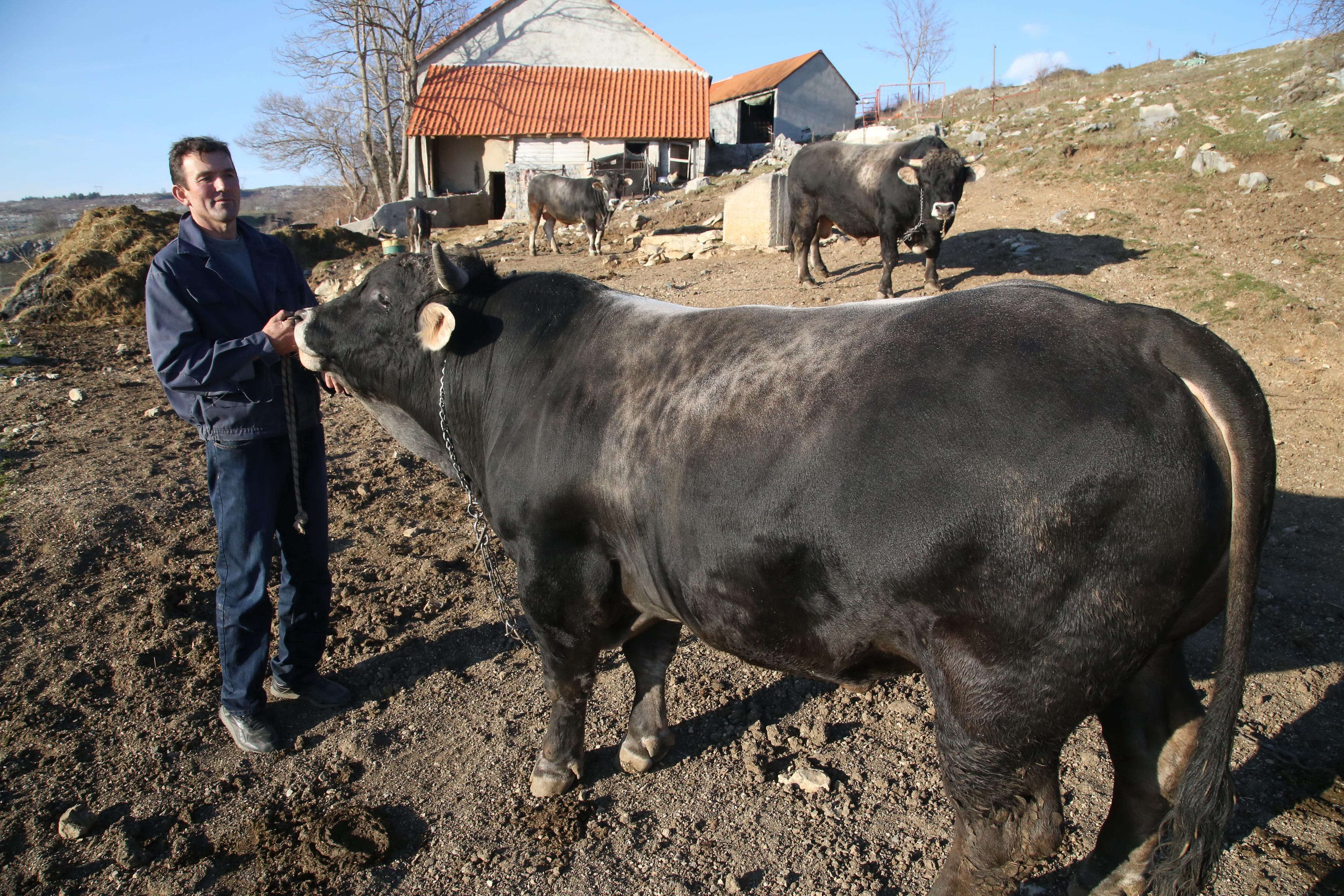 Tradicija porodice Lučić traje više od pola stoljeća: S bikovima treba isto kao i s čeljadi