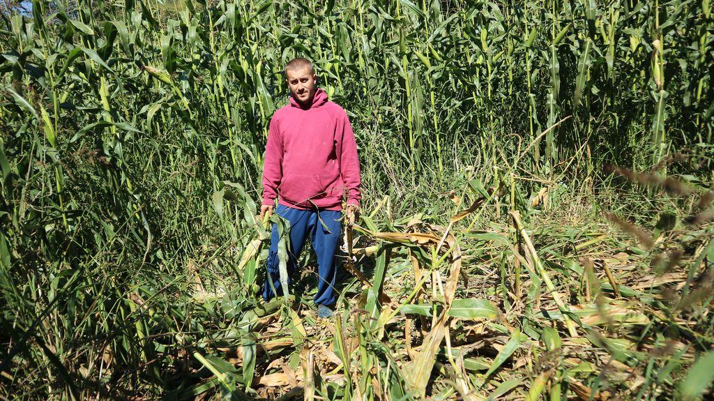 Mevludin Avdić pokazuje uništen kukuruz - Avaz