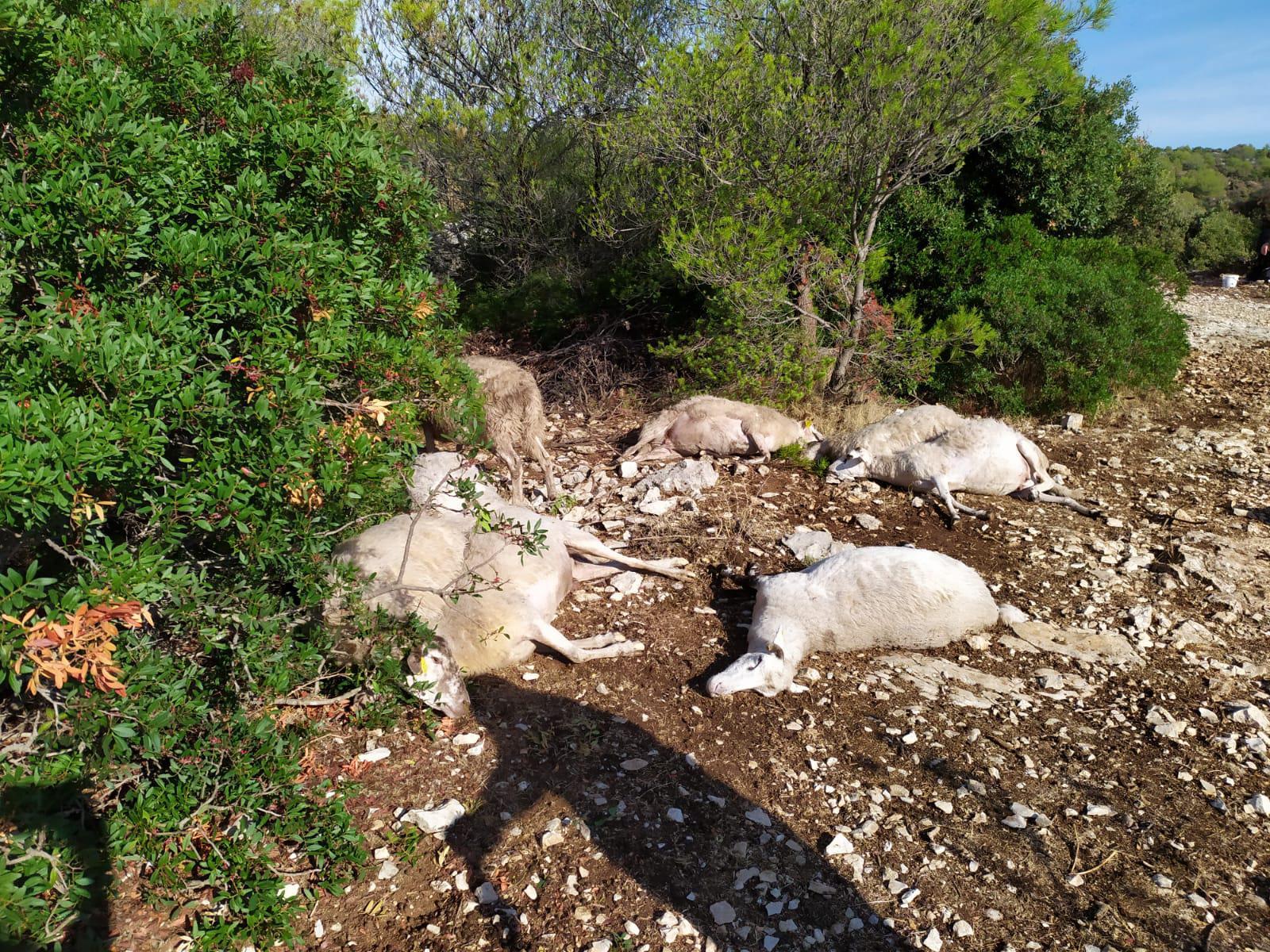 Grom u Dalmaciji ubio stado od 47 ovaca
