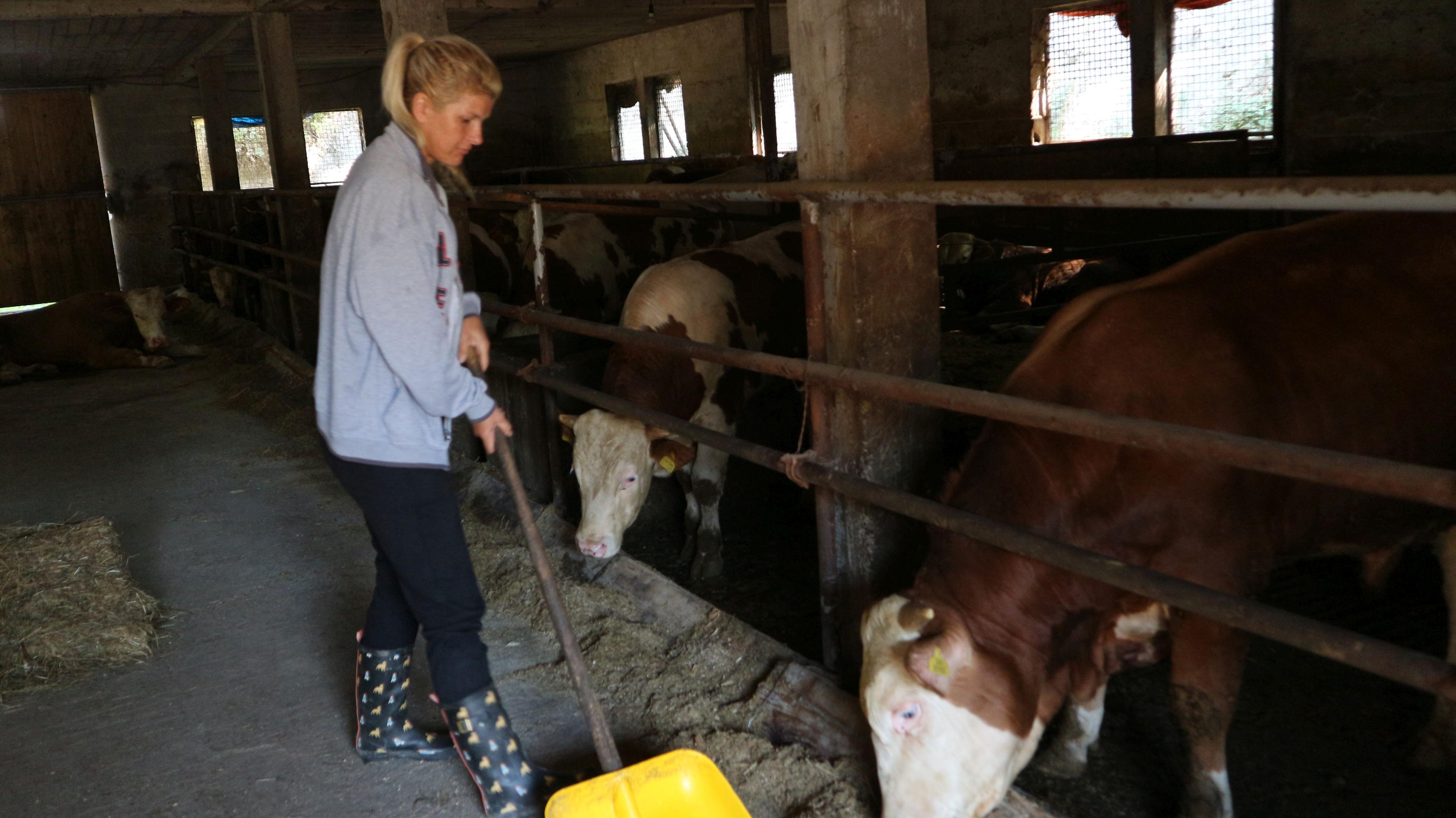 Zijada Efendić diplomu Ekonomskog fakulteta odložila i osnovala farmu bikova