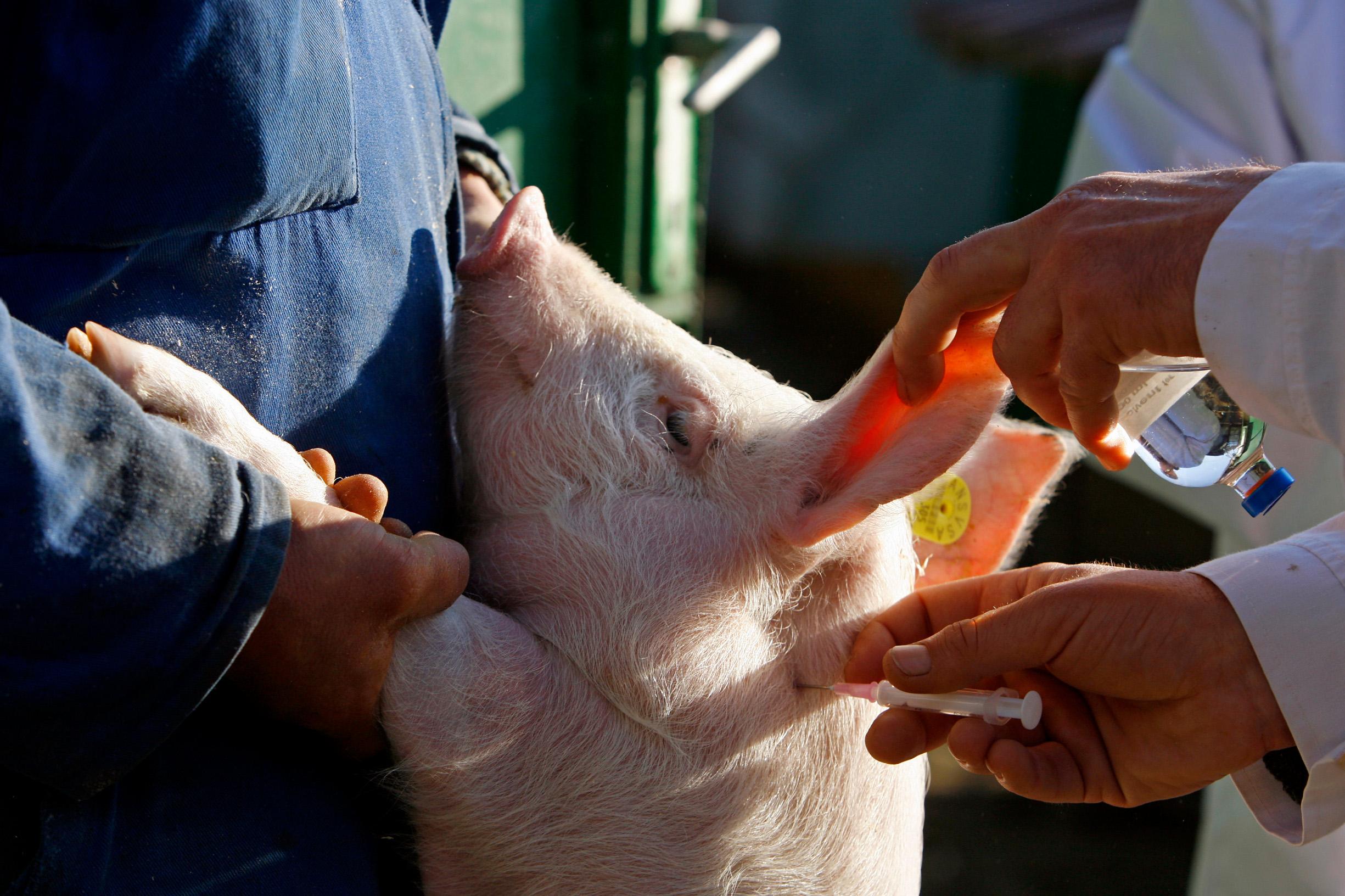 Evropska agencija za sigurnost hrane počela s kampanjom za suzbijanje širenja afričke svinjske kuge - Avaz