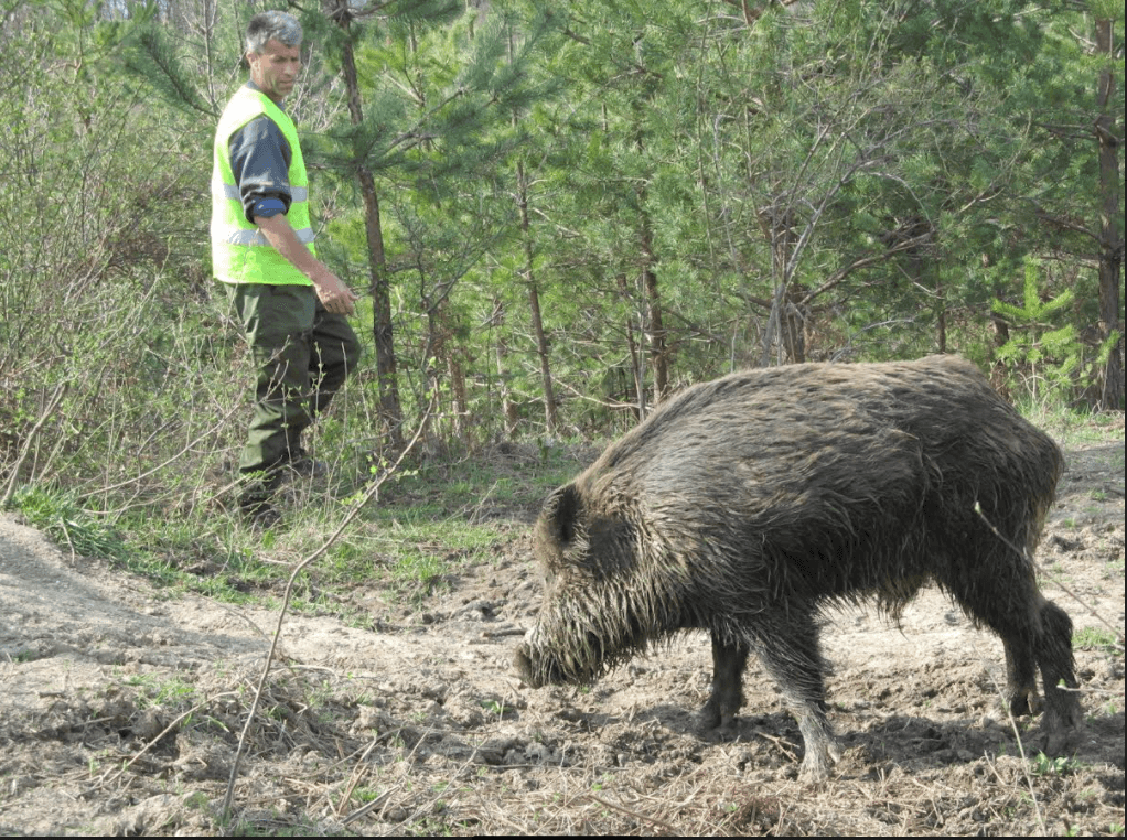 Divlje svinje množe se u napuštenim selima - Avaz