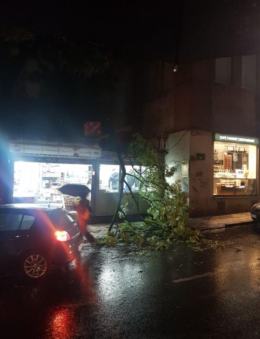 U ulici Koševo izbjegnuta tragedija: Srušilo se veliko stablo