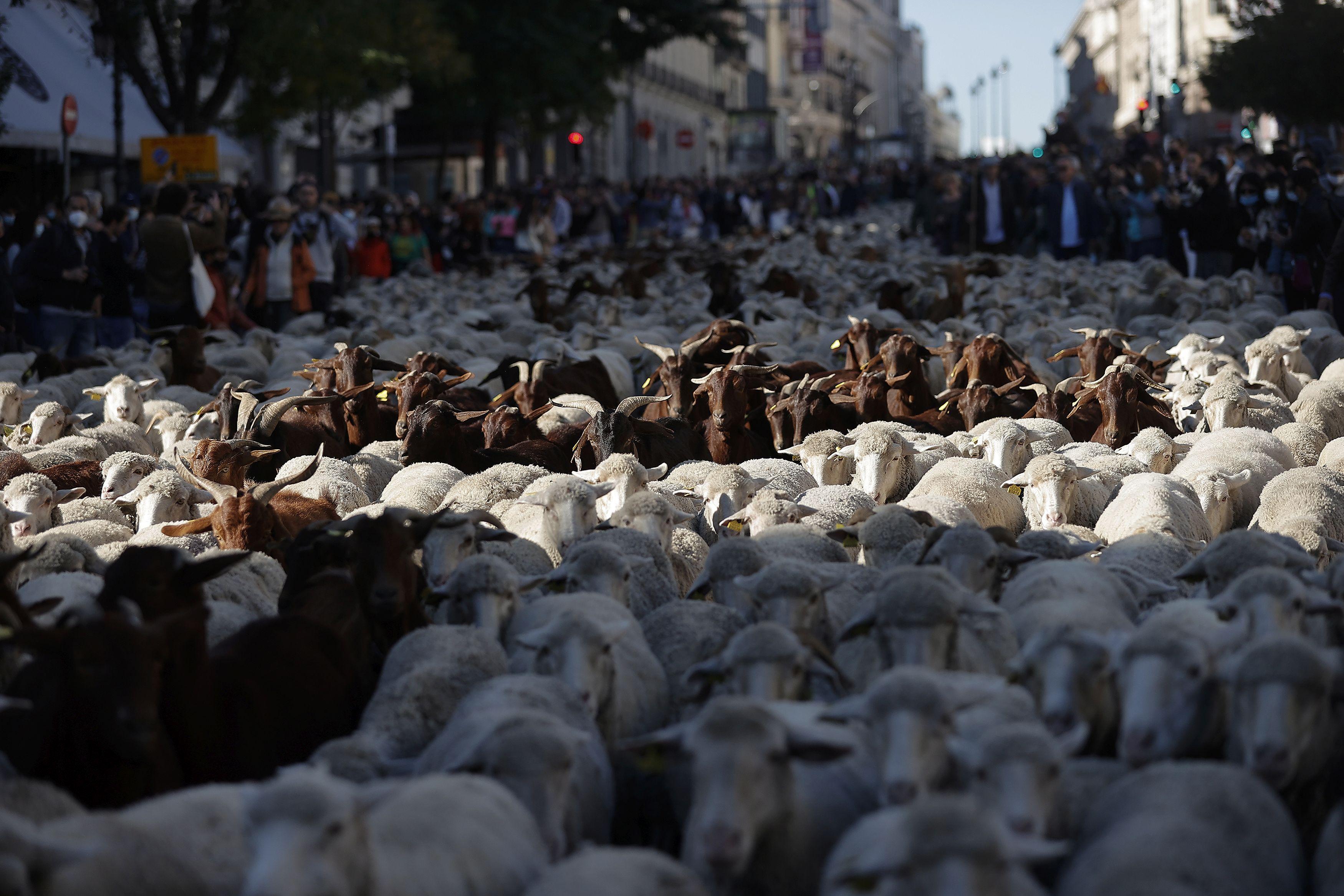 Više od 1.000 ovaca i koza tokom "Trashumancije" prošlo je ulicama Madrida - Avaz