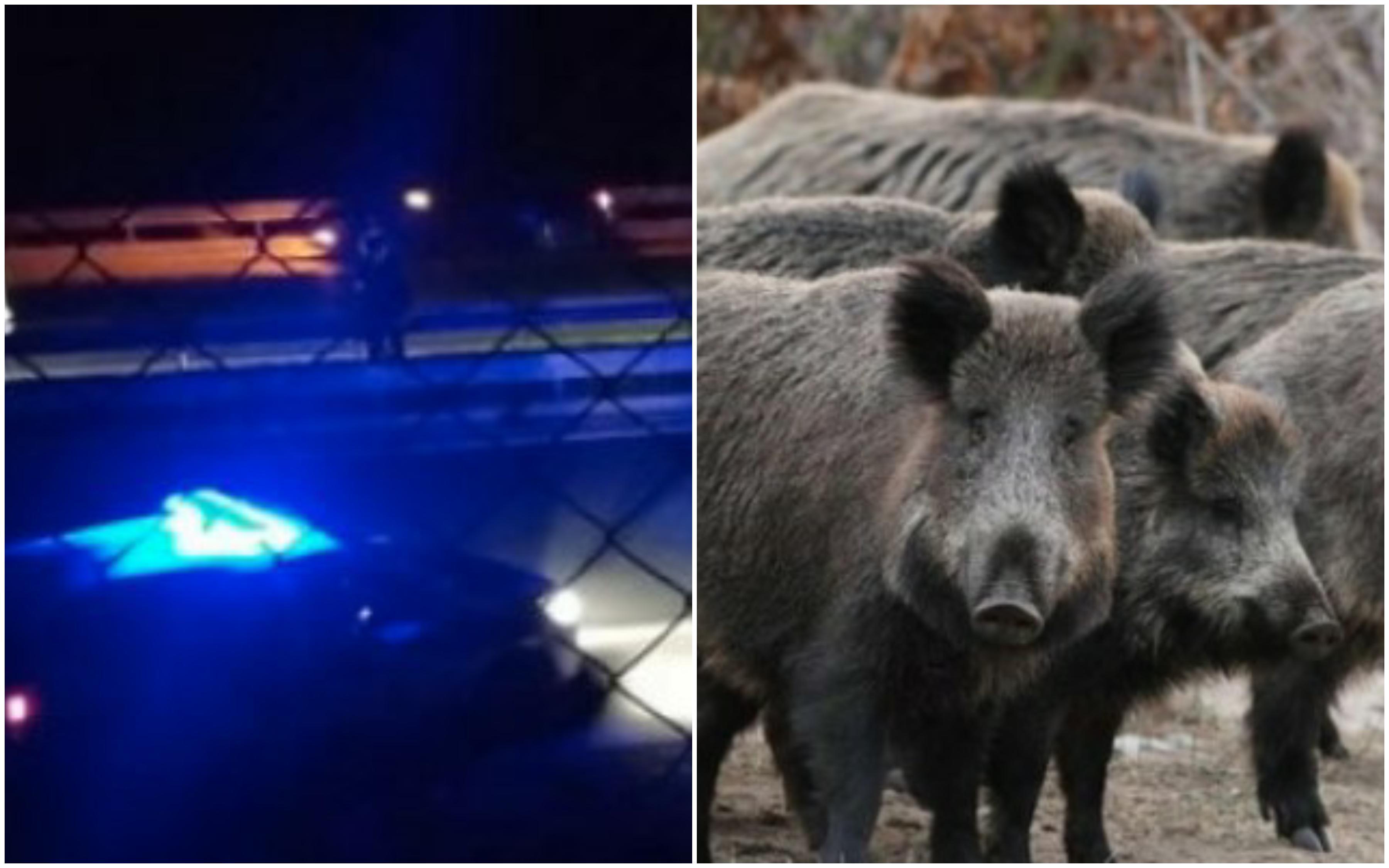 Divlje svinje predstavljaju veliku opasnost na autoputu - Avaz