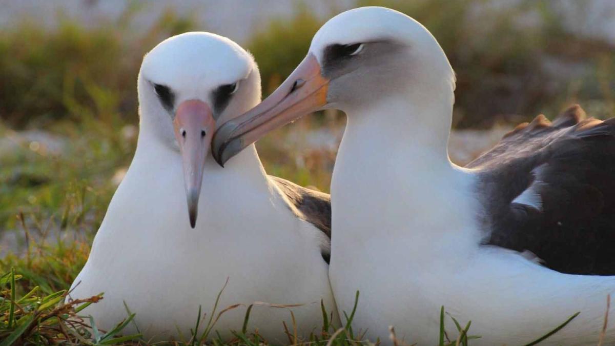 U normalnim okolnostima, samo se između jedan i tri posto veza raspadne zato što jedna od ptica pronađe novog partnera - Avaz