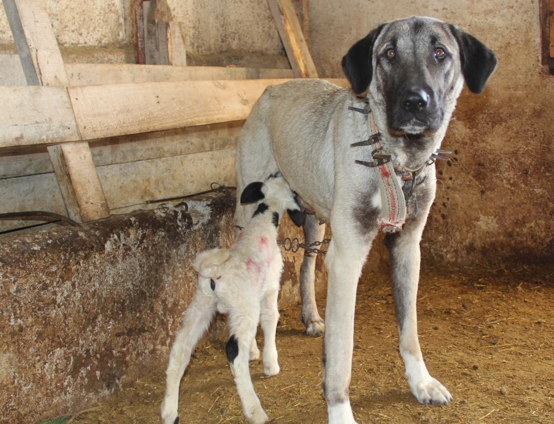 Neobičan prizor sa farme: Ženka psa kangala usvojila janje
