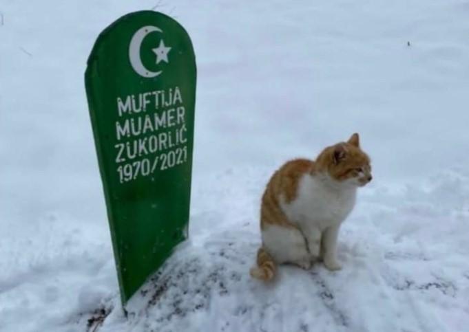 Ne odvaja se od svog vlasnika: Mačak ne miče od mezara muftije Zukorlića