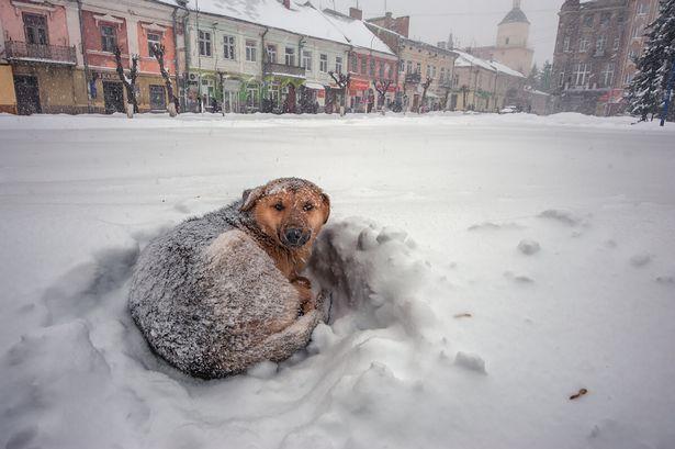 Djevojčica u Rusiji preživjela snježnu oluju grleći psa