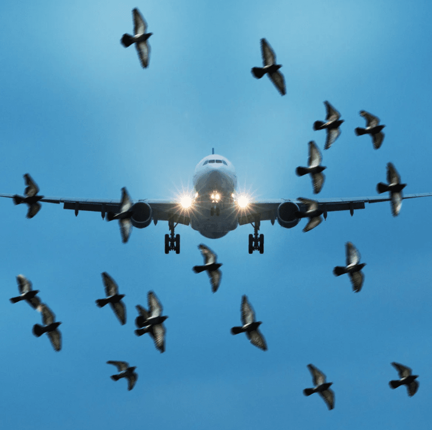 Ptice su česta smetnja avionima pri slijetanju i uzlijetanju - Avaz