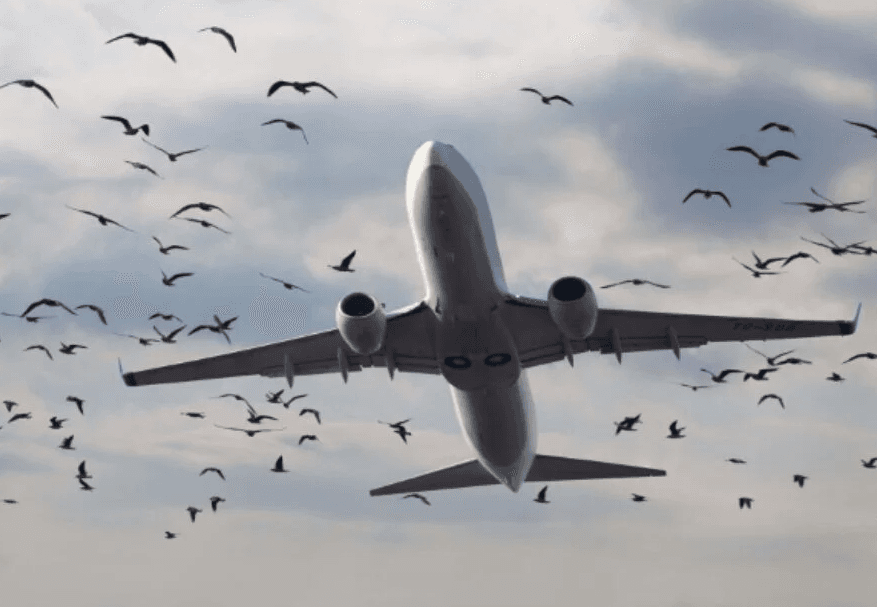 Bizarne situacije u protekloj godini: Avioni na bh. aerodromima sudarali se s pticama