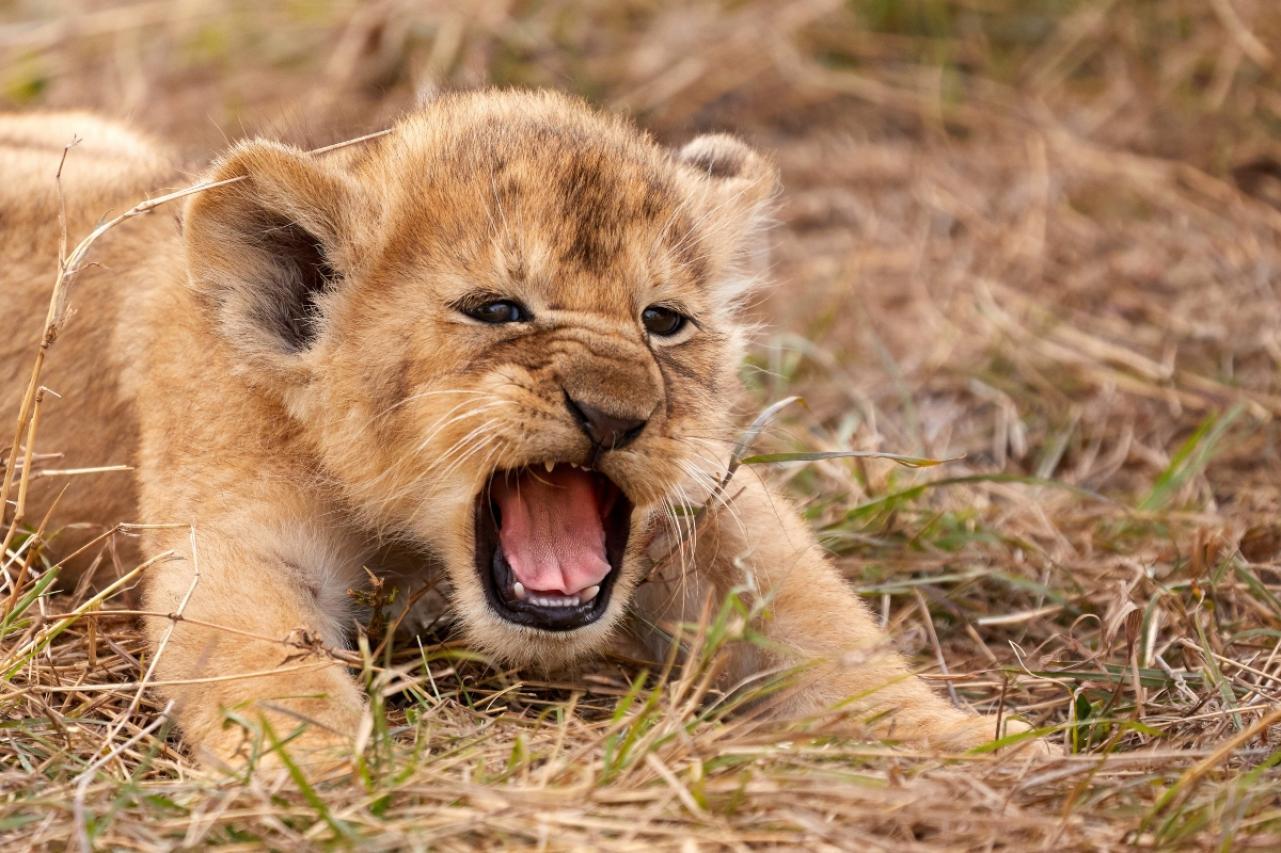 Odbjeglo mladunče lava još nije pronađeno, uskoro će početi jesti pse ili mačke