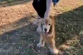 Dirljiva reakcija slijepog psa kad vlasnika prepozna po mirisu