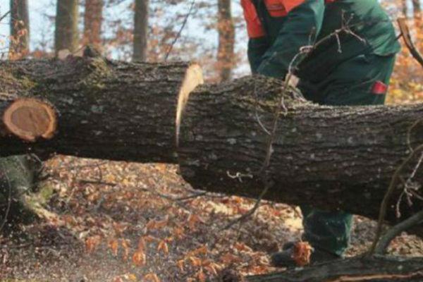 Tragedija u Bosanskoj Dubici: Palo drvo na drvosječu i usmrtilo ga