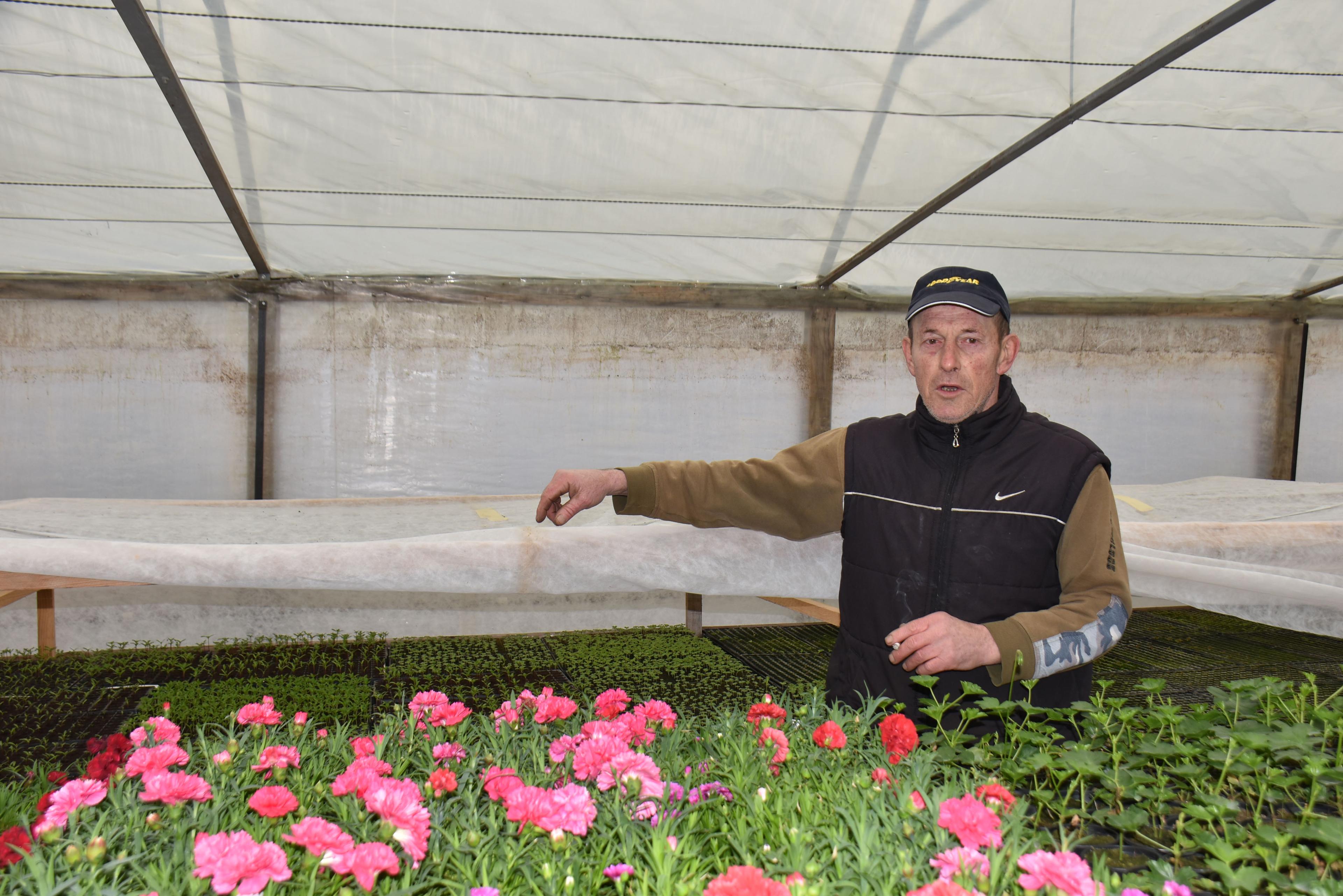 Munir Kazagić uživa u svom poslu: U plasteniku s cvijećem nekad provede i cijelu noć