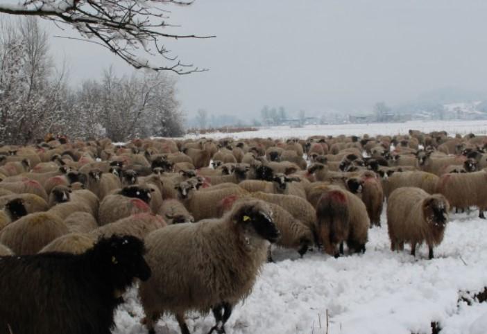 Ovce zalutale u komšijin posjed - Avaz