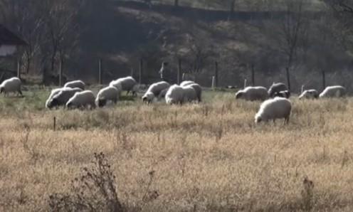 Ovce pasle u voćnjaku, nastala drama, bilo posla za policiju - Avaz