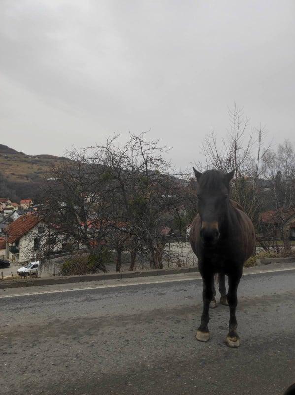Konj na cesti - Avaz