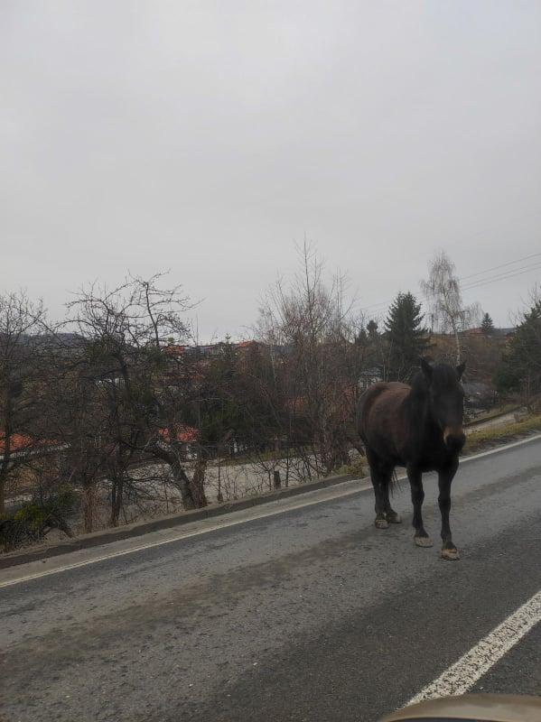 Konj na cesti - Avaz