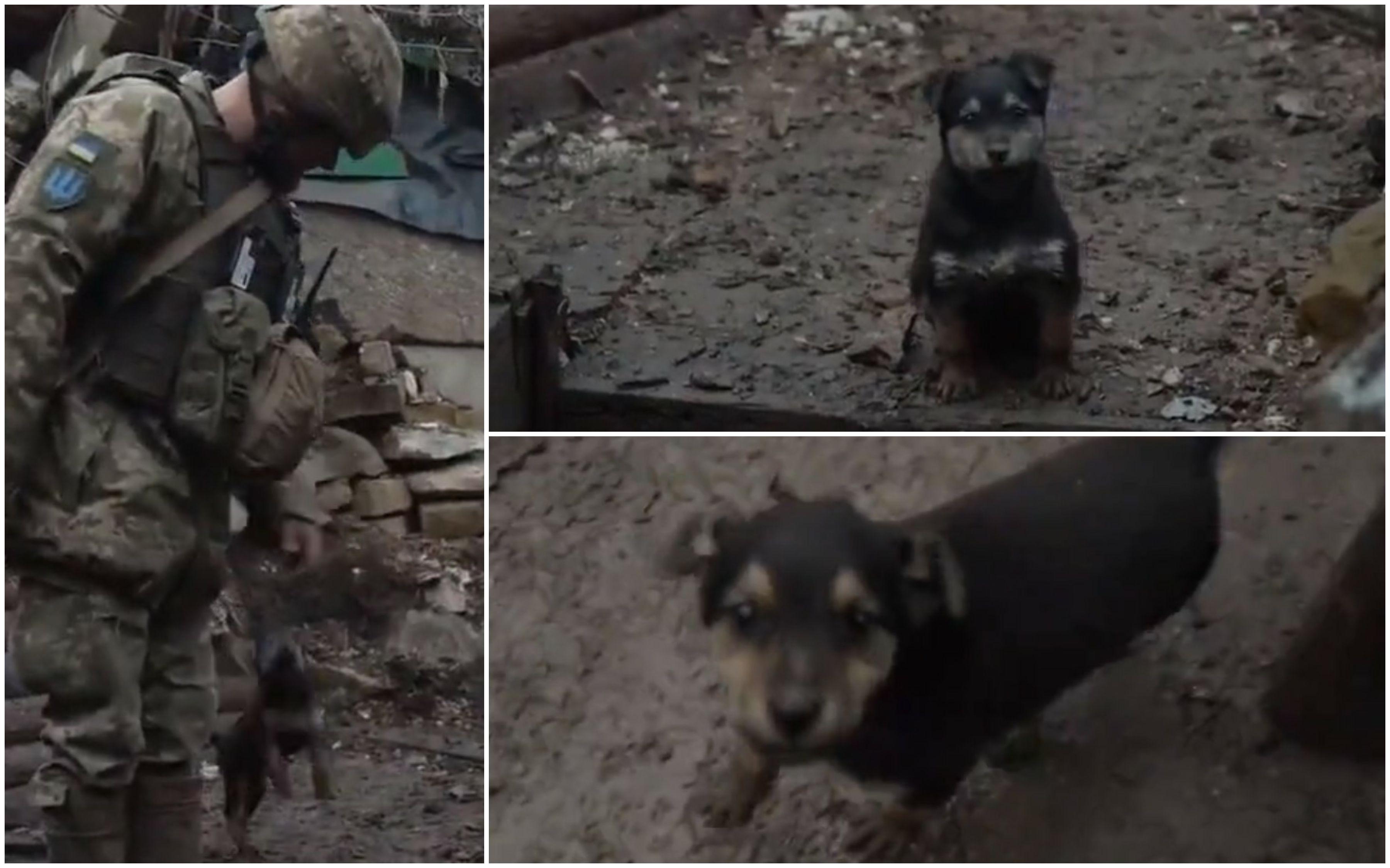Ovo je Rambo, psić koji štiti ukrajinske vojnike